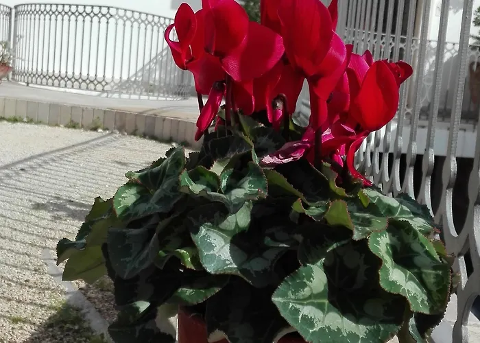 Relais Sant'eligio מלון אוסטוני